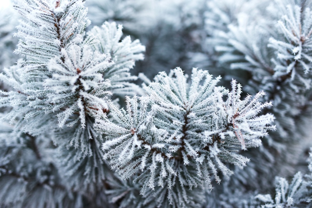 Close up of pine tree covered with frost